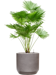 Livistonia rotundifolia (2pp) in Rotunda Urban Office Plant With Pot 115cm Height 30cm Dia