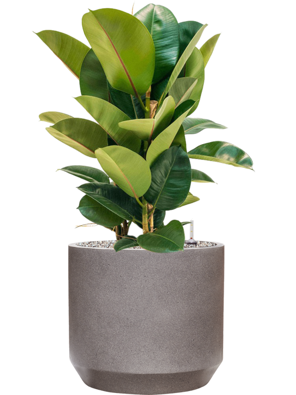 Ficus elastica 'Robusta' in Rotunda Urban Office Plant With Pot 89cm Height 30cm Dia