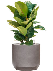 Ficus elastica 'Robusta' in Rotunda Urban Office Plant With Pot 89cm Height 30cm Dia
