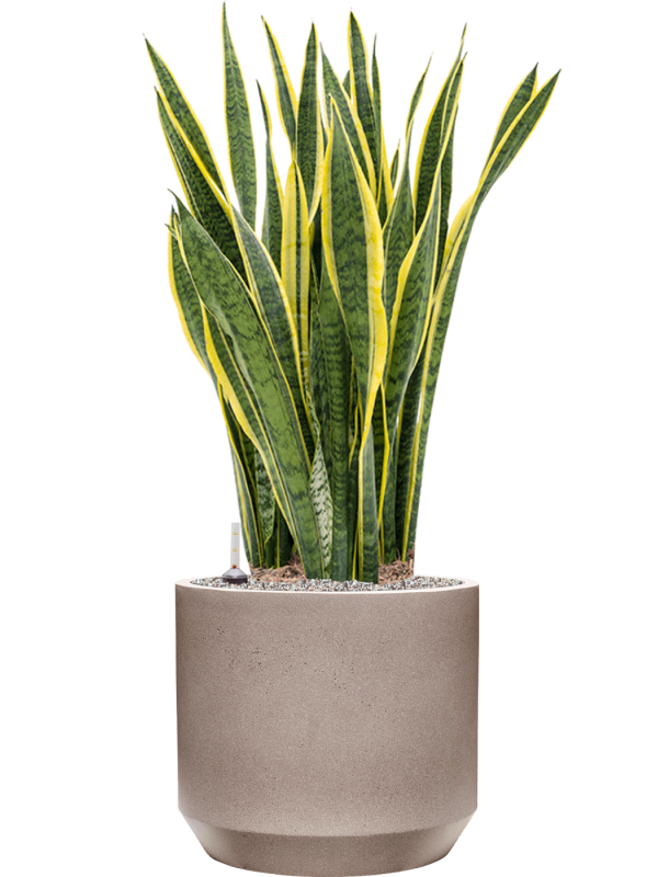 Sansevieria trifasciata 'Laurentii' in Rotunda Urban Office Plant With Pot 115cm Height 41cm Dia