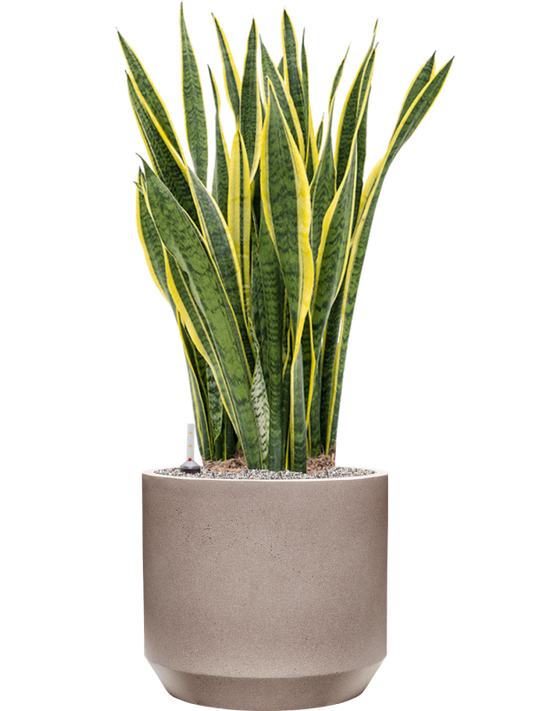 Sansevieria trifasciata 'Laurentii' in Rotunda Urban Office Plant With Pot 115cm Height 41cm Dia