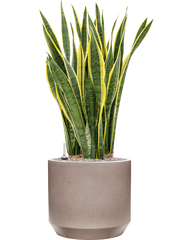 Sansevieria trifasciata 'Laurentii' in Rotunda Urban Office Plant With Pot 115cm Height 41cm Dia