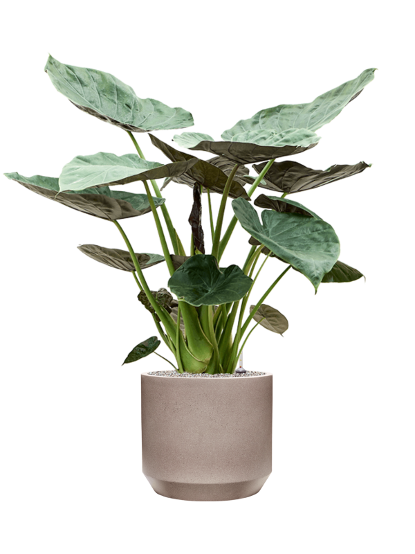 Alocasia Wentii in Rotunda Urban Office Plant With Pot 136cm Height 41cm Dia