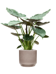Alocasia Wentii in Rotunda Urban Office Plant With Pot 136cm Height 41cm Dia