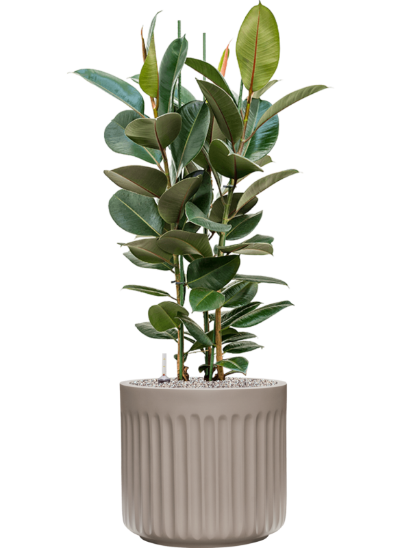 Ficus elastica 'Robusta' in Doric Natural Office Plant With Pot 130cm Height 41cm Dia