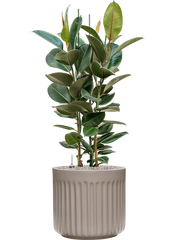 Ficus elastica 'Robusta' in Doric Natural Office Plant With Pot 130cm Height 41cm Dia