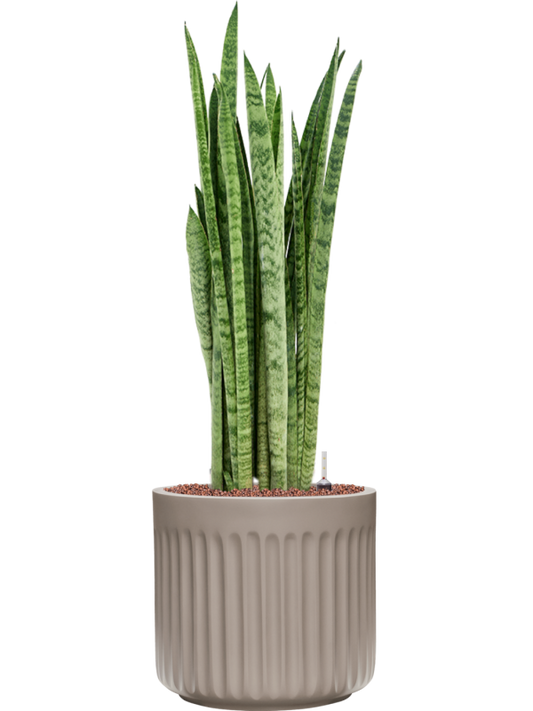 Sansevieria zeylanica 'Narrow' in Doric Natural Office Plant With Pot 99cm Height 31cm Dia