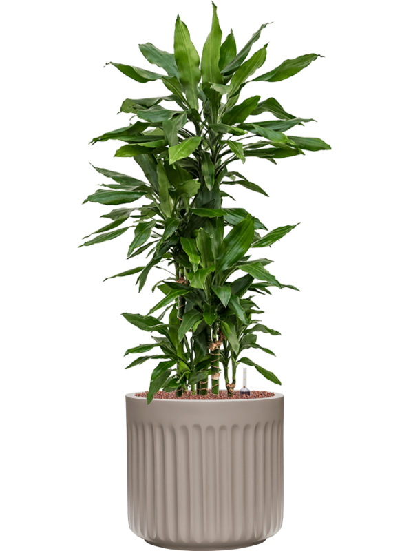 Dracaena fragrans 'Janet Lind' in Doric Natural Office Plant With Pot 107cm Height 31cm Dia