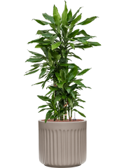 Dracaena fragrans 'Janet Lind' in Doric Natural Office Plant With Pot 107cm Height 31cm Dia