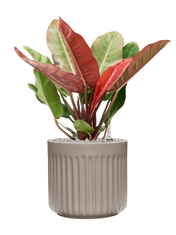 Philodendron 'Prince of Orange' in Doric Natural Office Plant With Pot 79cm Height 31cm Dia