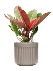 Philodendron 'Prince of Orange' in Doric Natural Office Plant With Pot 79cm Height 31cm Dia
