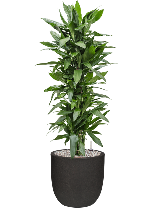 Dracaena fragrans 'Janet Lind' in Capi Urban Smooth NL Office Plant With Pot 144cm Height 37.5cm Dia