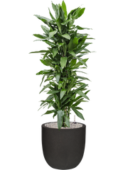 Dracaena fragrans 'Janet Lind' in Capi Urban Smooth NL Office Plant With Pot 144cm Height 37.5cm Dia