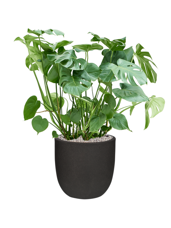 Monstera deliciosa in Capi Urban Smooth NL Office Plant With Pot 105cm Height 37.5cm Dia