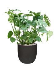 Monstera deliciosa in Capi Urban Smooth NL Office Plant With Pot 105cm Height 37.5cm Dia