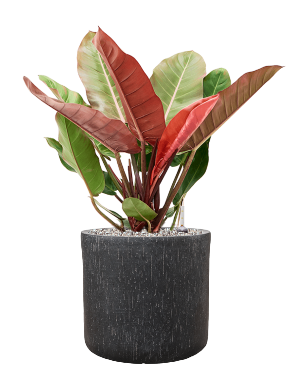 Philodendron 'Prince of Orange' in Baq Raindrop Office Plant With Pot 79cm Height 32cm Dia