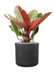Philodendron 'Prince of Orange' in Baq Raindrop Office Plant With Pot 79cm Height 32cm Dia