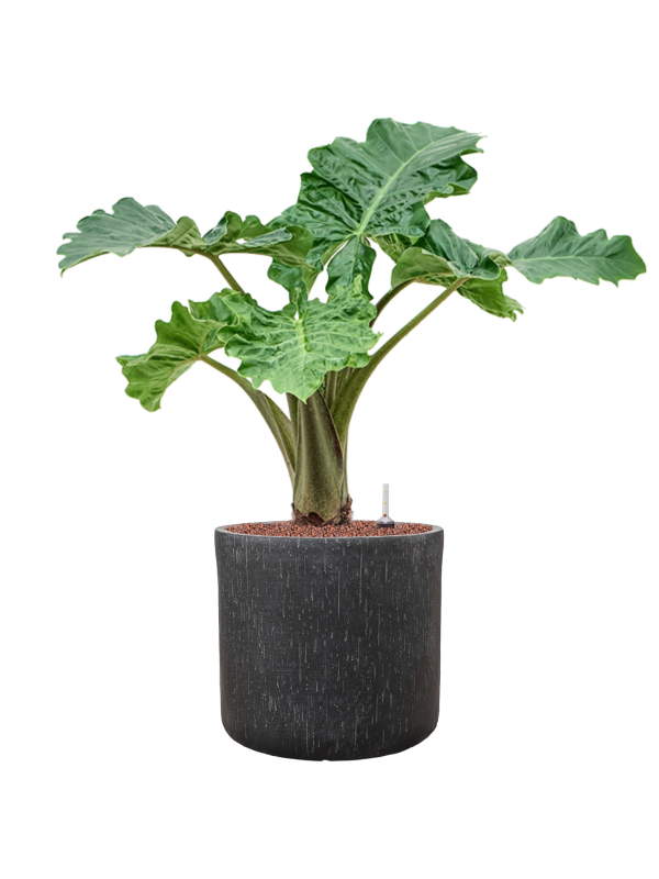 Alocasia 'Portodora' in Baq Raindrop Office Plant With Pot 86cm Height 32cm Dia