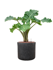 Alocasia 'Portodora' in Baq Raindrop Office Plant With Pot 86cm Height 32cm Dia