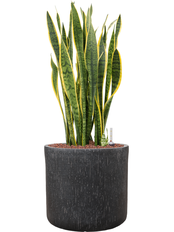 Sansevieria trifasciata 'Laurentii' in Baq Raindrop Office Plant With Pot 84cm Height 32cm Dia