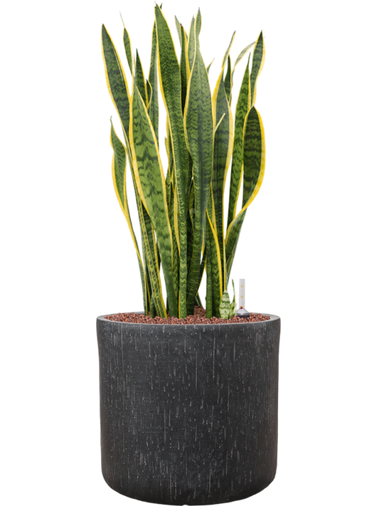 Sansevieria trifasciata 'Laurentii' in Baq Raindrop Office Plant With Pot 84cm Height 32cm Dia