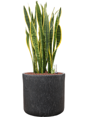 Sansevieria trifasciata 'Laurentii' in Baq Raindrop Office Plant With Pot 84cm Height 32cm Dia