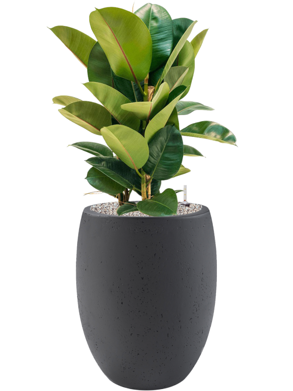Ficus elastica 'Robusta' in Grigio Office Plant With Pot 103cm Height 30cm Dia