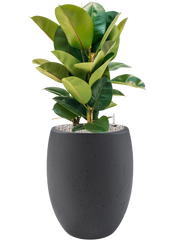 Ficus elastica 'Robusta' in Grigio Office Plant With Pot 103cm Height 30cm Dia