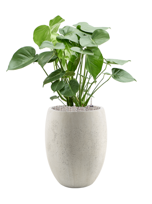 Monstera deliciosa in Grigio Office Plant With Pot 104cm Height 30cm Dia