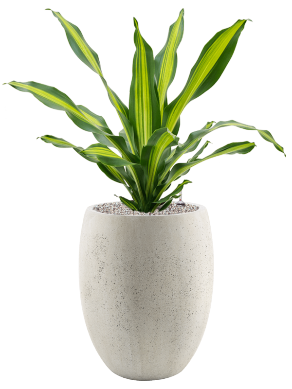 Dracaena fragrans 'Burley' in Grigio Office Plant With Pot 103cm Height 30cm Dia