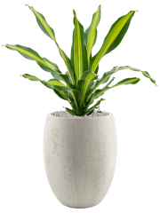 Dracaena fragrans 'Burley' in Grigio Office Plant With Pot 103cm Height 30cm Dia