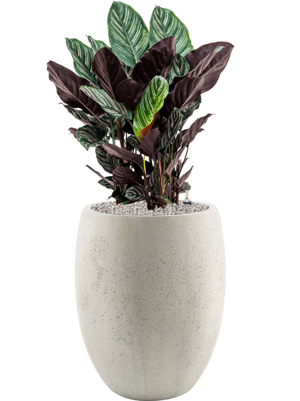 Calathea sanderiana in Grigio Office Plant With Pot 99cm Height 30cm Dia