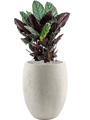 Calathea sanderiana in Grigio Office Plant With Pot 99cm Height 30cm Dia