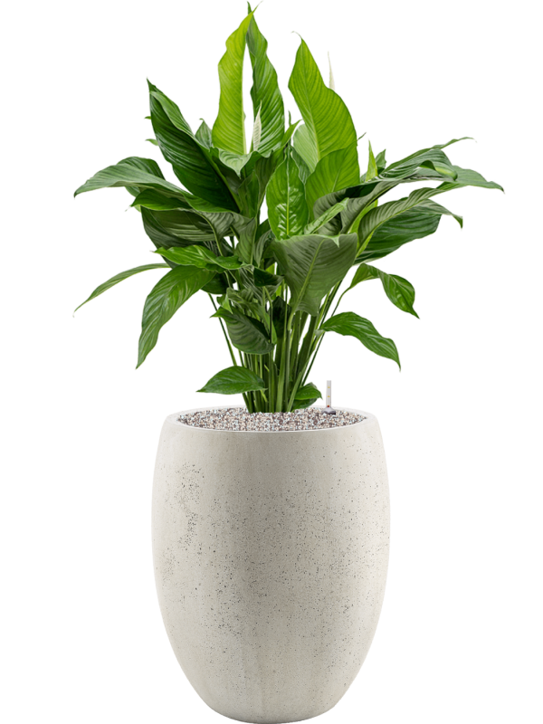 Spathiphyllum 'Sweet Lauretta' in Grigio Office Plant With Pot 113cm Height 30cm Dia