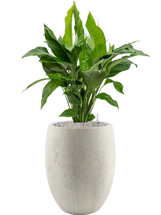 Spathiphyllum 'Sweet Lauretta' in Grigio Office Plant With Pot 113cm Height 30cm Dia