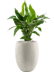 Spathiphyllum 'Sweet Lauretta' in Grigio Office Plant With Pot 113cm Height 30cm Dia