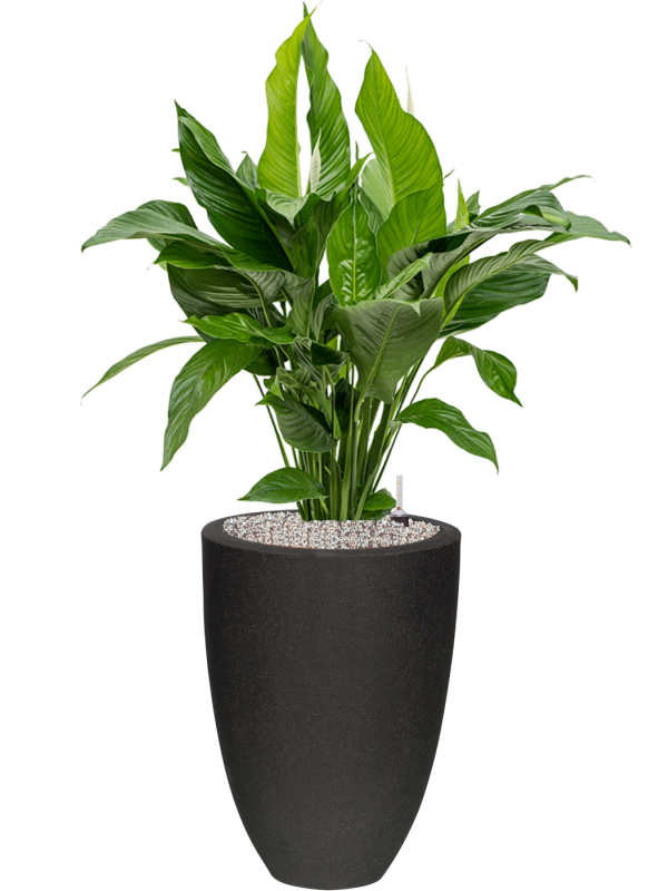 Spathiphyllum 'Sweet Lauretta' in Capi Urban Smooth NL Office Plant With Pot 109cm Height 31cm Dia
