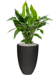 Spathiphyllum 'Sweet Lauretta' in Capi Urban Smooth NL Office Plant With Pot 109cm Height 31cm Dia