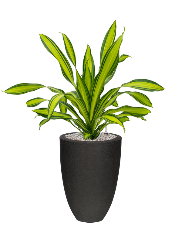 Dracaena fragrans 'Charley' in Capi Urban Smooth NL Office Plant With Pot 104cm Height 31cm Dia