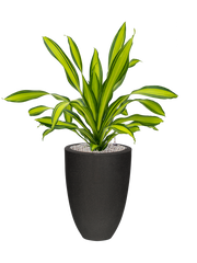 Dracaena fragrans 'Charley' in Capi Urban Smooth NL Office Plant With Pot 104cm Height 31cm Dia