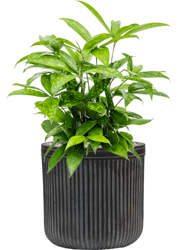 Dracaena surculosa in Baq Vertical Rib Office Plant With Pot 54cm Height 19cm Dia