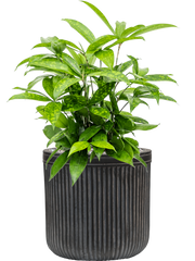 Dracaena surculosa in Baq Vertical Rib Office Plant With Pot 54cm Height 19cm Dia