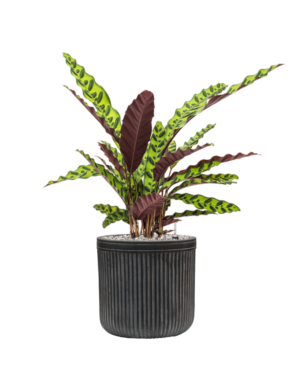 Calathea insignis in Baq Vertical Rib Office Plant With Pot 66cm Height 19cm Dia