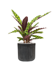 Calathea insignis in Baq Vertical Rib Office Plant With Pot 66cm Height 19cm Dia
