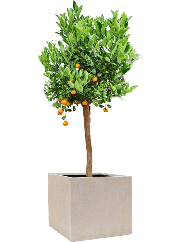 Citrus (Citrofortunella) calamondin in Baq Raindrop Office Plant With Pot 158cm Height 44cm Dia