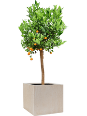 Citrus (Citrofortunella) calamondin in Baq Raindrop Office Plant With Pot 158cm Height 44cm Dia