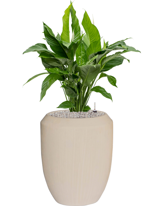 Spathiphyllum 'Sweet Lauretta' in Baq Polystone Coated Office Plant With Pot 117cm Height 30cm Dia