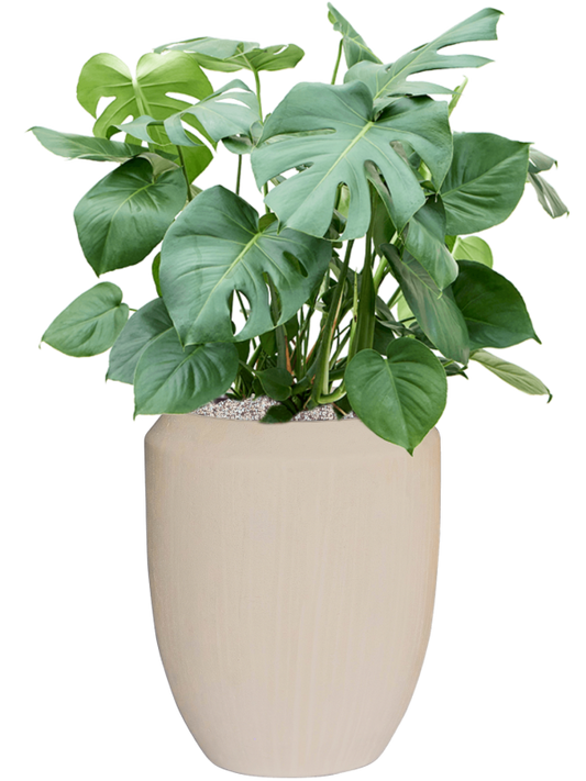 Monstera deliciosa in Baq Polystone Coated Plain Office Plant With Pot 109cm Height 30cm Dia