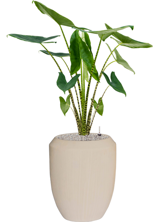 Alocasia zebrina in Baq Polystone Coated Plain Office Plant With Pot 138cm Height 30cm Dia