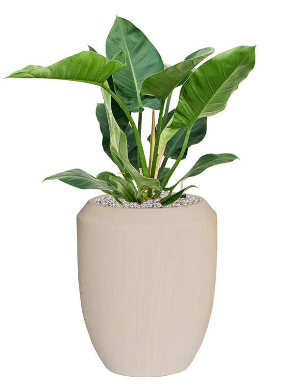 Philodendron 'Imperial Green' in Baq Polystone Coated Plain Office Plant With Pot 107cm Height 30cm Dia